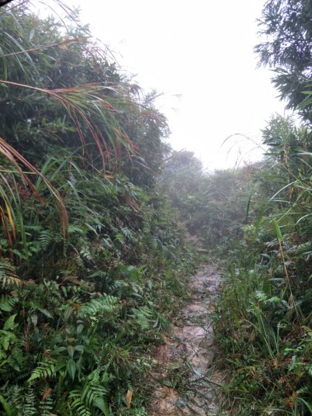 小百岳:五分山1519257