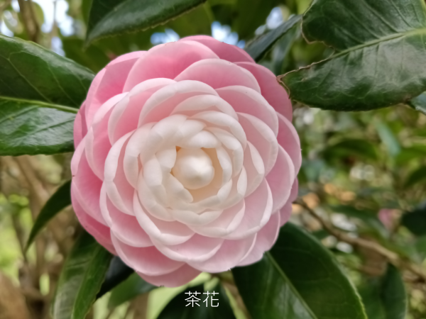 汐止區大尖山櫻花+秀峰瀑布O型3009407