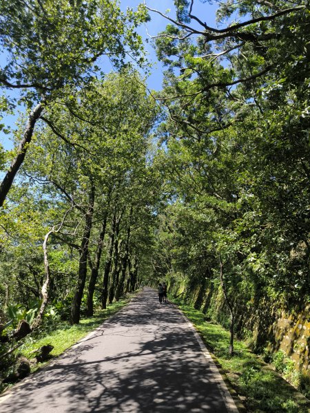 20250815微笑山線大棟山系百年大榕樹段2859904