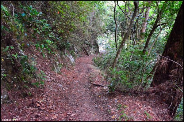 馬崙山..華麗的森林步道..谷關七雄 350589