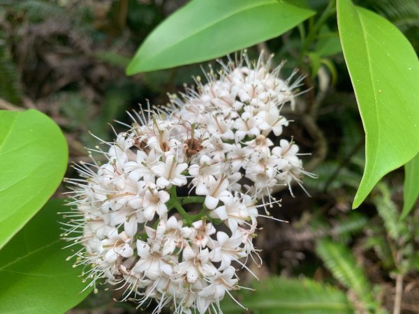 大崙頭尾山親山步道2767175