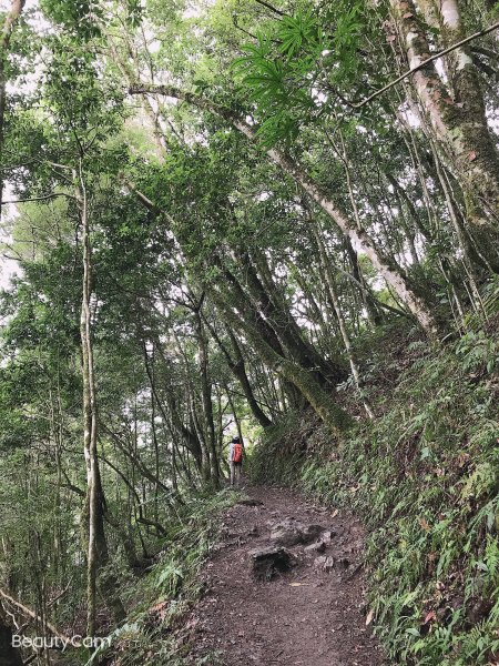 ~ 鎮西堡巨木群步道（B區） ~1299578