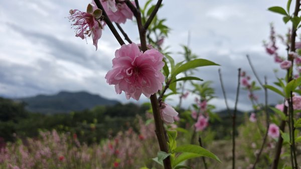 2025貓空杏花林杏花大爆發，粉紅、深紅及白色杏花爭奇鬥艷，從公車站步行20分鐘即抵達2720182