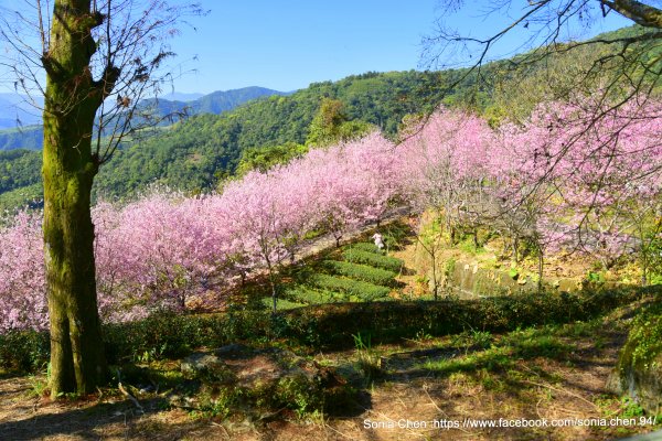 難以形容的美 2024 D0221  茶園粉紅櫻花海:櫻悅景觀渡假別宿