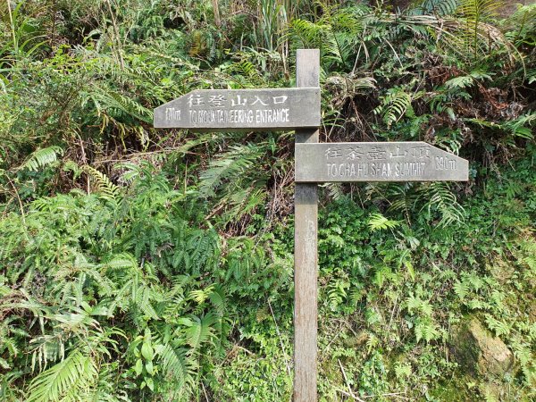 瑞芳無耳茶壺山，三峽熊空山，熊空柳杉林，成福山，十八羅漢岩，土城樟樹林步道，火焰山步道1622963