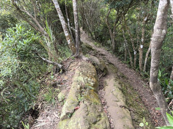 [微笑山線_第八段] 2026_0411 二格山系_筆架山南峰3035201