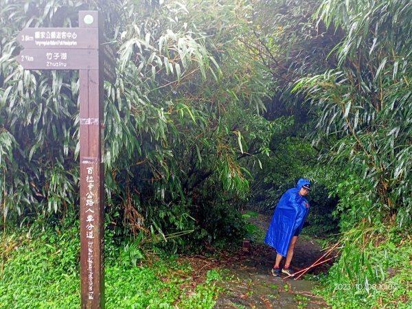 百拉卡公路人車分道、環七星山人車分道百拉卡公路入口站至冷水坑段、大港墘公園【走遍陽明山、健康大穀東】2307523