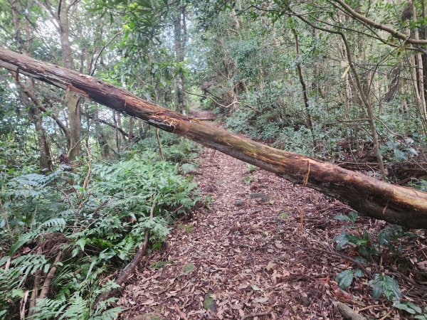 火燒寮山熊空山竹坑山加九嶺O型2966280