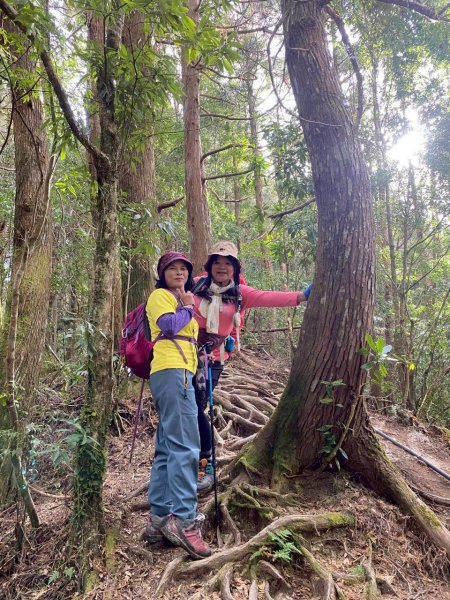 🌈1/18（日）忘憂森林×金柑樹山×溪頭天文台✨FB：熊熊趴爬走🌈2983952
