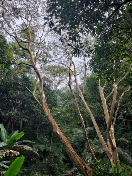 【新竹縣北埔鄉】五指山步道2833630