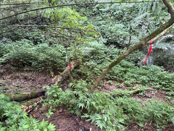 頭城火車站-頭圍山-礁水坑山南峰-礁水坑山-鶯子嶺2867052