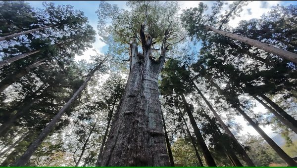 阿里山眠月線2972765