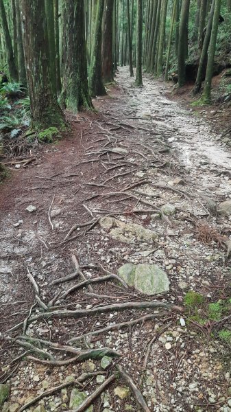 《台中》魔幻森林｜橫嶺山沙蓮山O型202104301367206