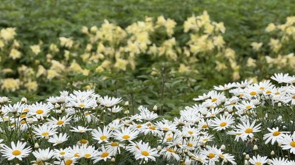 2025台北杜鵑花季｜大安森林公園｜迎曦花丘｜20250307｜峯花雪月2729828