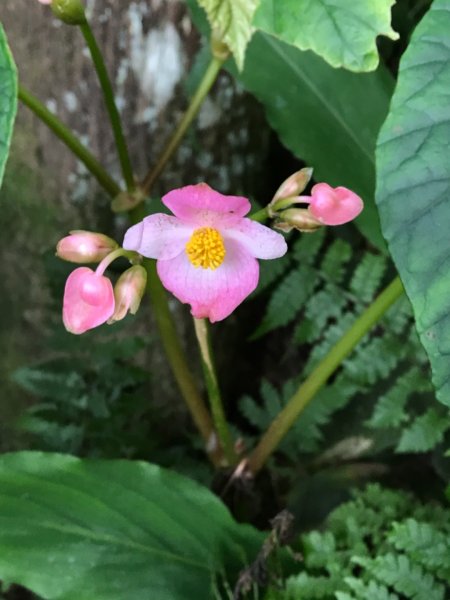 油羅山一日遊1018474