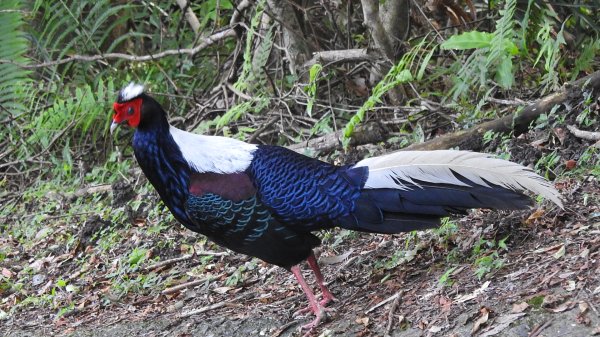 雲山水花鳥蝶-天龍國阿伯的日常6/22801950