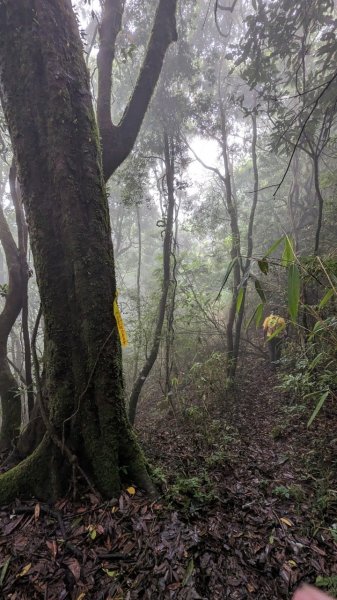 113.06.01魯壁山-東穗山之旅2529897