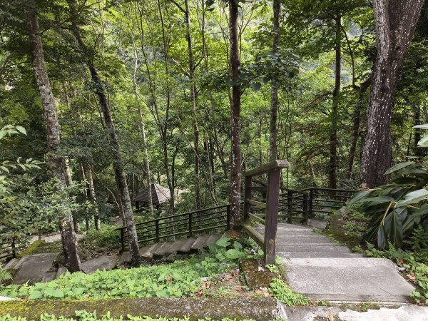 [百山百鳥尋旅-07/15] 2025_0831 八仙山國家森林遊樂區步道群2875966