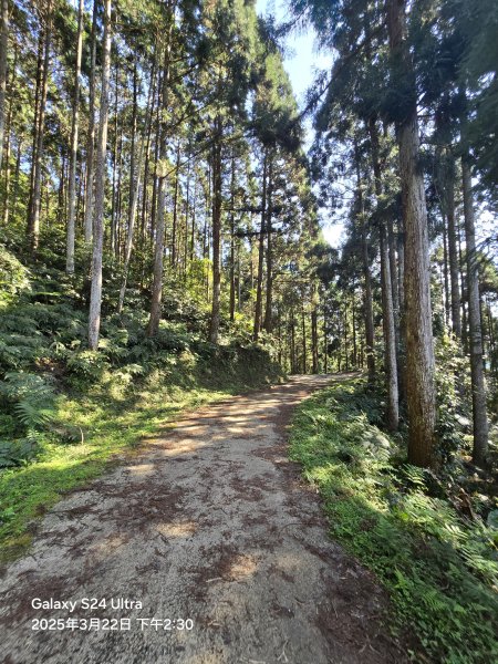 2025-03-22油羅山步道2743445