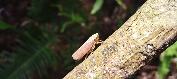2025/10/19_大北坑休閒農區+福人登山步道2920832