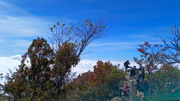 鳶嘴山美呆了~滿滿的雲海~1884287