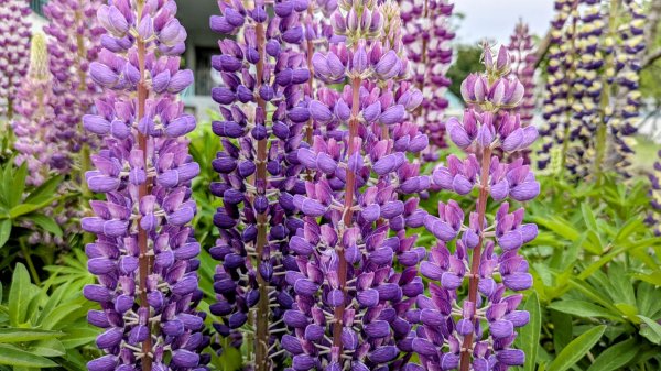 《西江月。魯冰花艷台大》2725797