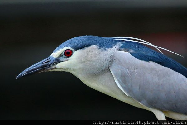 高雄鳥松濕地生態紀錄177069