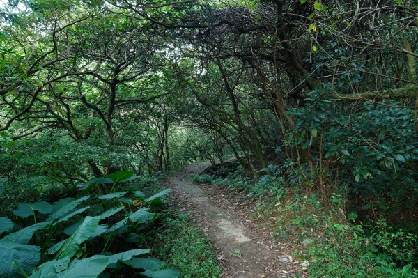 新北 萬里 鹿崛坪山、富士坪山、大尖山2353355