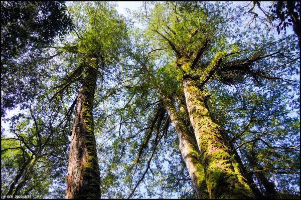 全台最大的紅檜森林 ~ 拉拉山巨木群885586
