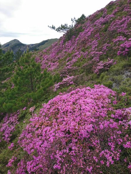 合歡山北峰 紅毛杜鵑611420