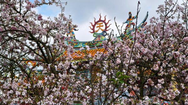 #綠繡眼 訪花 #吉野櫻 #天元宮 #楓樹湖 03162736733