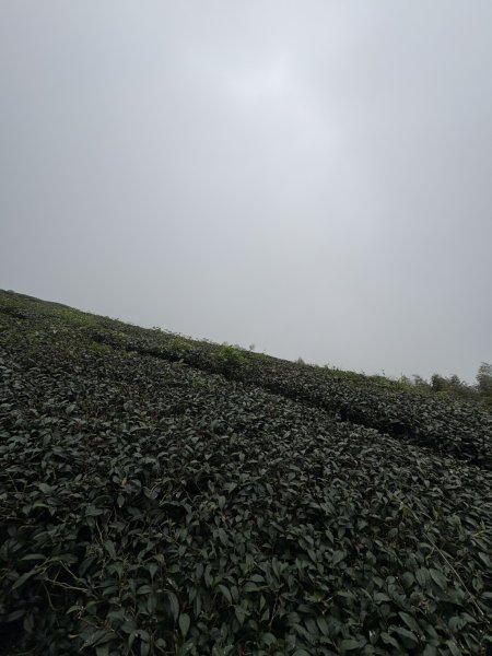 20251024雲嘉五連峰+碧湖山2924273