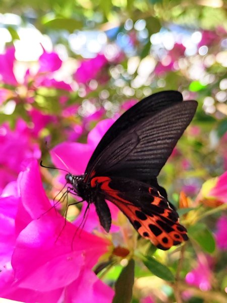 血籐大亂鬥3015537