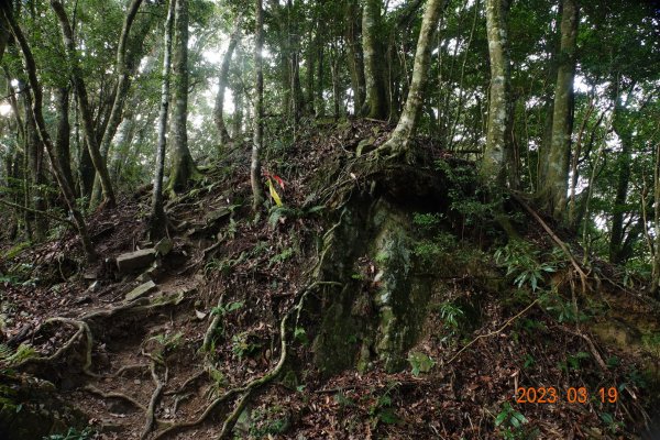 新竹 五峰 比林山、大窩山、鳥嘴山2080242