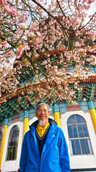 #綠繡眼 訪花 #吉野櫻 #天元宮 #楓樹湖 03162736759