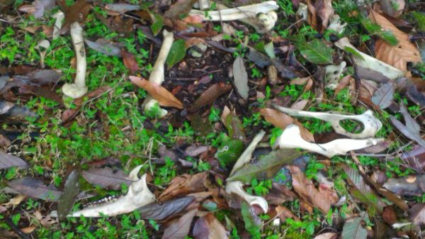 砂卡礑三雄304375