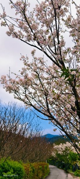 追花是簡單的快樂，賞花是恬淡的幸褔 2/252720112