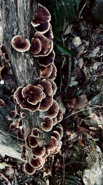 🌈11/15（六）松鶴上八仙山下森林遊樂區✨FB：熊熊趴爬走🌈2937647