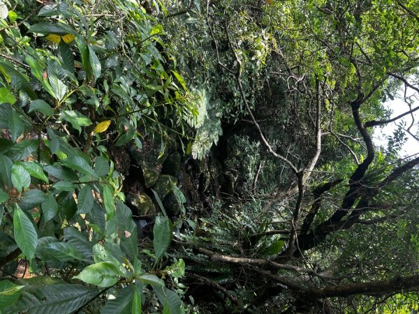 內湖金面山2811759