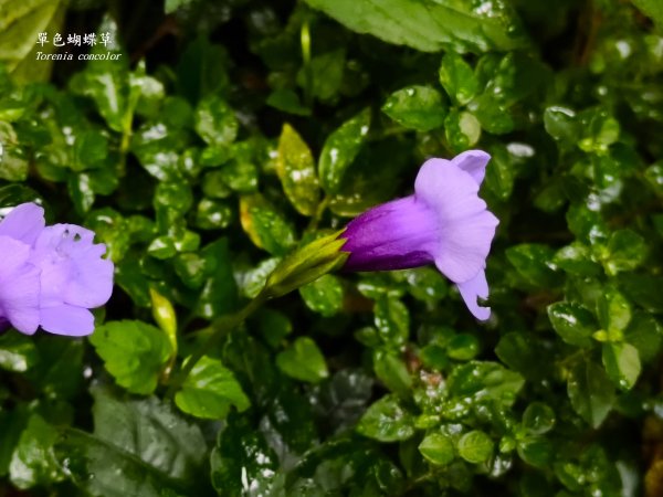 2025_0920 東滿步道2892688