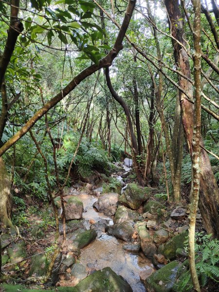 大崙頭尾山2872671