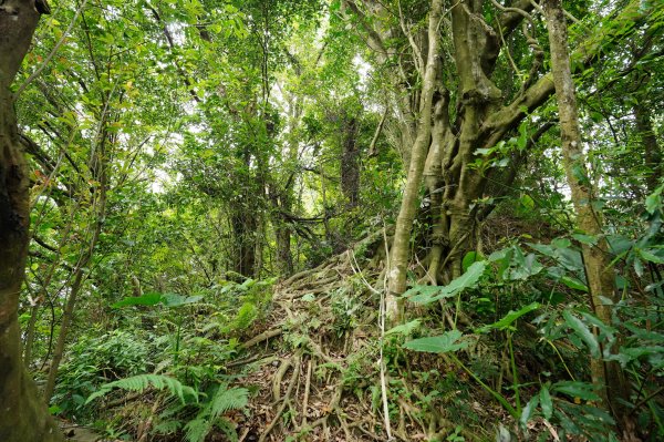 臺北 文山 指南山、猴山岳、魚衡山、大前坑山、猴山坑山、祥光寺後山、金頭山2775008