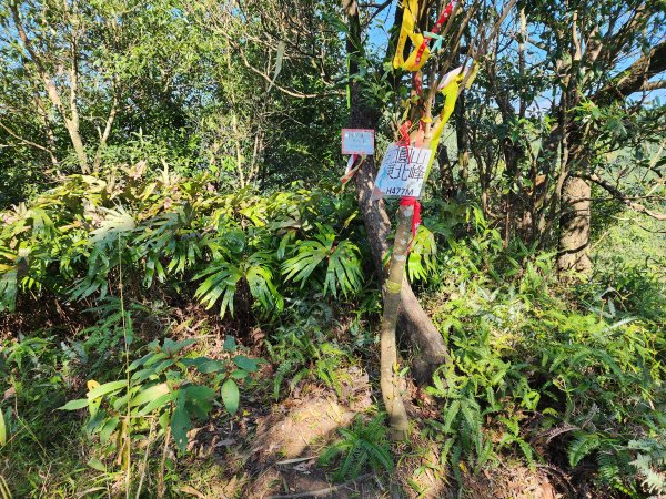 20240114指南宮站經猴山岳二格山鵝角格山至貓空站2430819