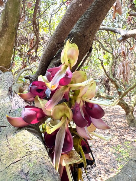 草尾嶺血藤滿山開3019007