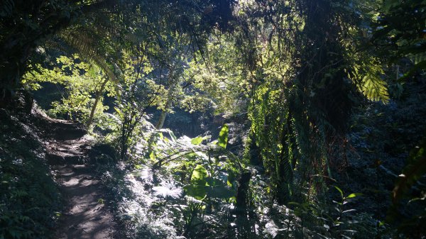 打鐵寮 草嶺山 石龜坑山 白石山連走1265214