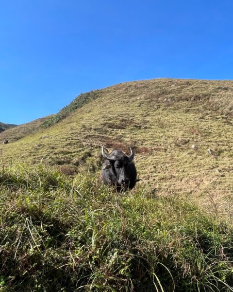 上草嶺古道芒草季看水牛🐃2657783