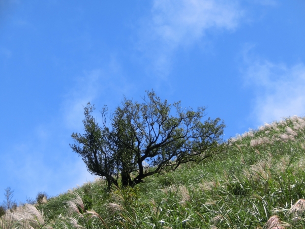 大屯坪．大屯山主峰94874