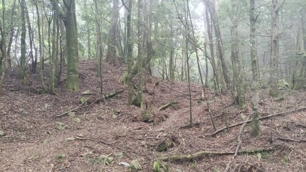 20251010 大雪山國家森林遊樂區 - 船型山林道 登 烏石坑山2911026