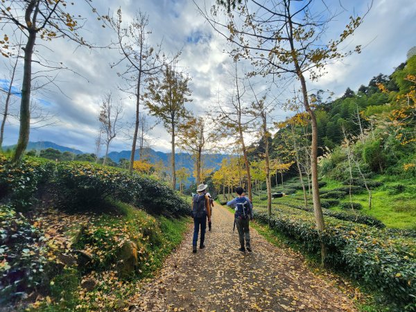 20251228溪頭山龍鳳山嶺頭山O型