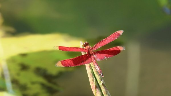 仲夏的裙襬3076769